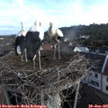 07_35-nest.jpg