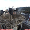 07_40-nest.jpg