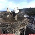 07_45-nest.jpg