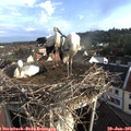 07_50-nest.jpg