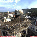 07_55-nest.jpg