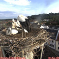08_00-nest.jpg