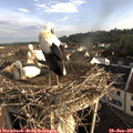 08_05-nest.jpg