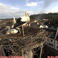 08_10-nest.jpg