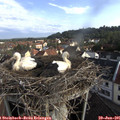 08_15-nest.jpg