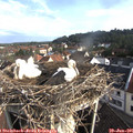 08_20-nest.jpg
