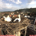 08_25-nest.jpg