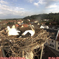 08_30-nest.jpg