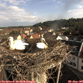 08_35-nest.jpg