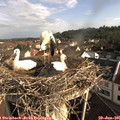 08_45-nest.jpg