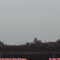 08_50-mast.jpg