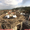08_50-nest.jpg