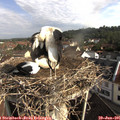 09_00-nest.jpg