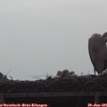 09_05-mast.jpg