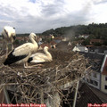 09_15-nest.jpg