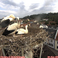 09_20-nest.jpg