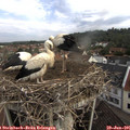 09_25-nest.jpg