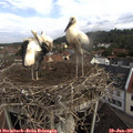 09_30-nest.jpg
