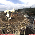 09_35-nest.jpg