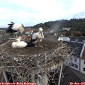09_40-nest.jpg