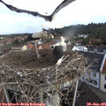 09_45-nest.jpg