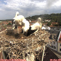 09_50-nest.jpg