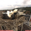 09_55-nest.jpg