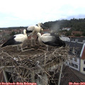 10_00-nest.jpg