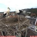 10_05-nest.jpg
