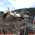 10_10-nest.jpg