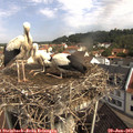 10_15-nest.jpg