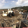 10_20-nest.jpg