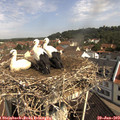 10_25-nest.jpg