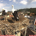 10_30-nest.jpg
