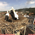 10_35-nest.jpg