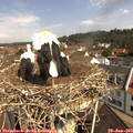10_40-nest.jpg