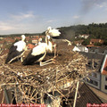 10_45-nest.jpg