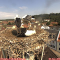 10_50-nest.jpg