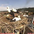 10_55-nest.jpg