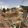11_00-nest.jpg