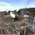 11_05-nest.jpg