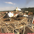 11_10-nest.jpg