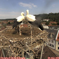 11_15-nest.jpg