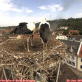 11_20-nest.jpg
