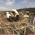 11_25-nest.jpg