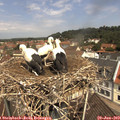 11_30-nest.jpg