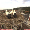 11_35-nest.jpg
