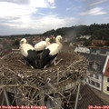 11_40-nest.jpg