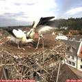 11_45-nest.jpg