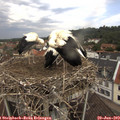 11_50-nest.jpg